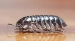 Kako in kako se znebiti žil v apartmaju?